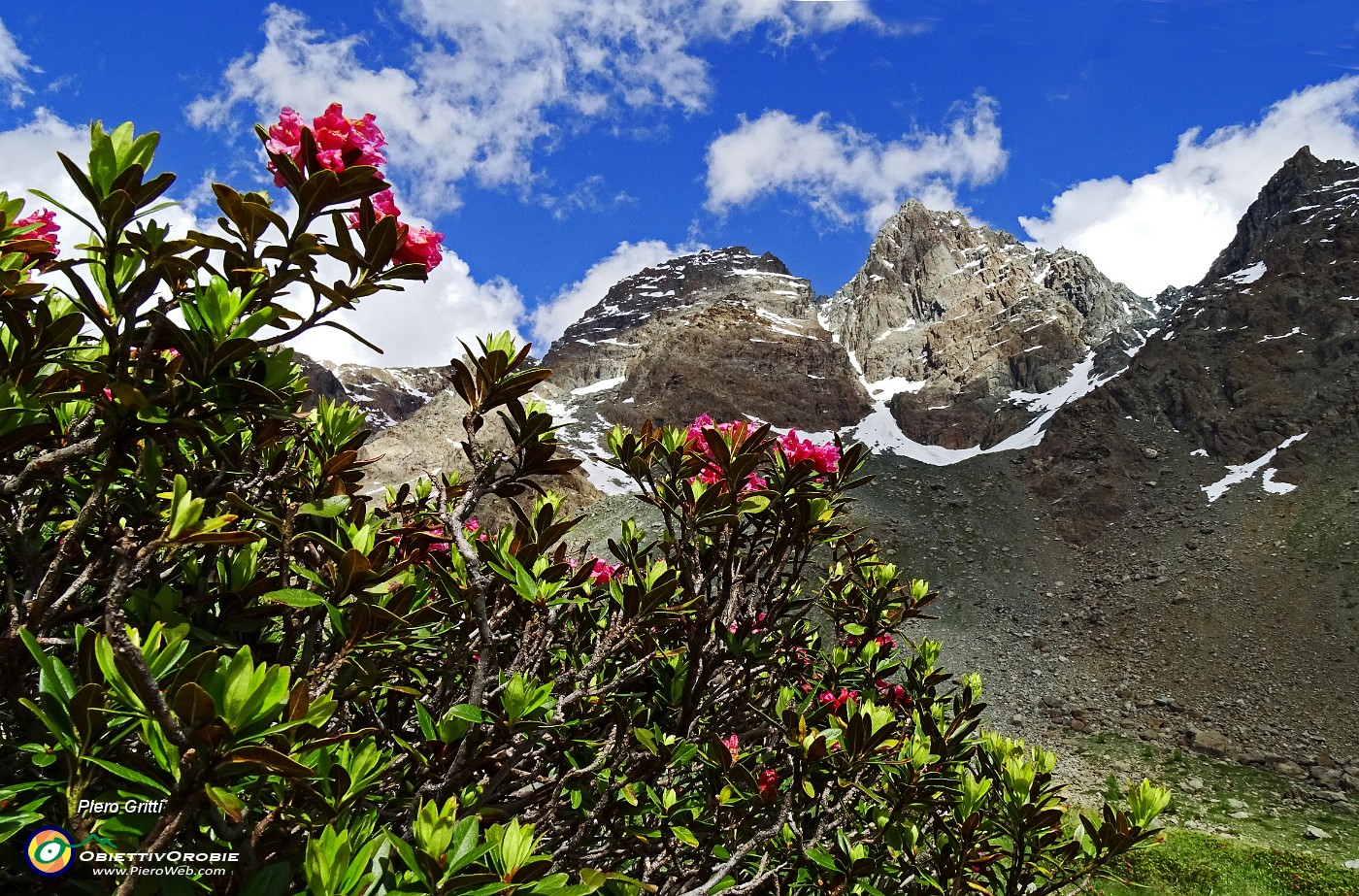 81 Rossi rododendri con Cima di Preda Rossa.JPG -                                